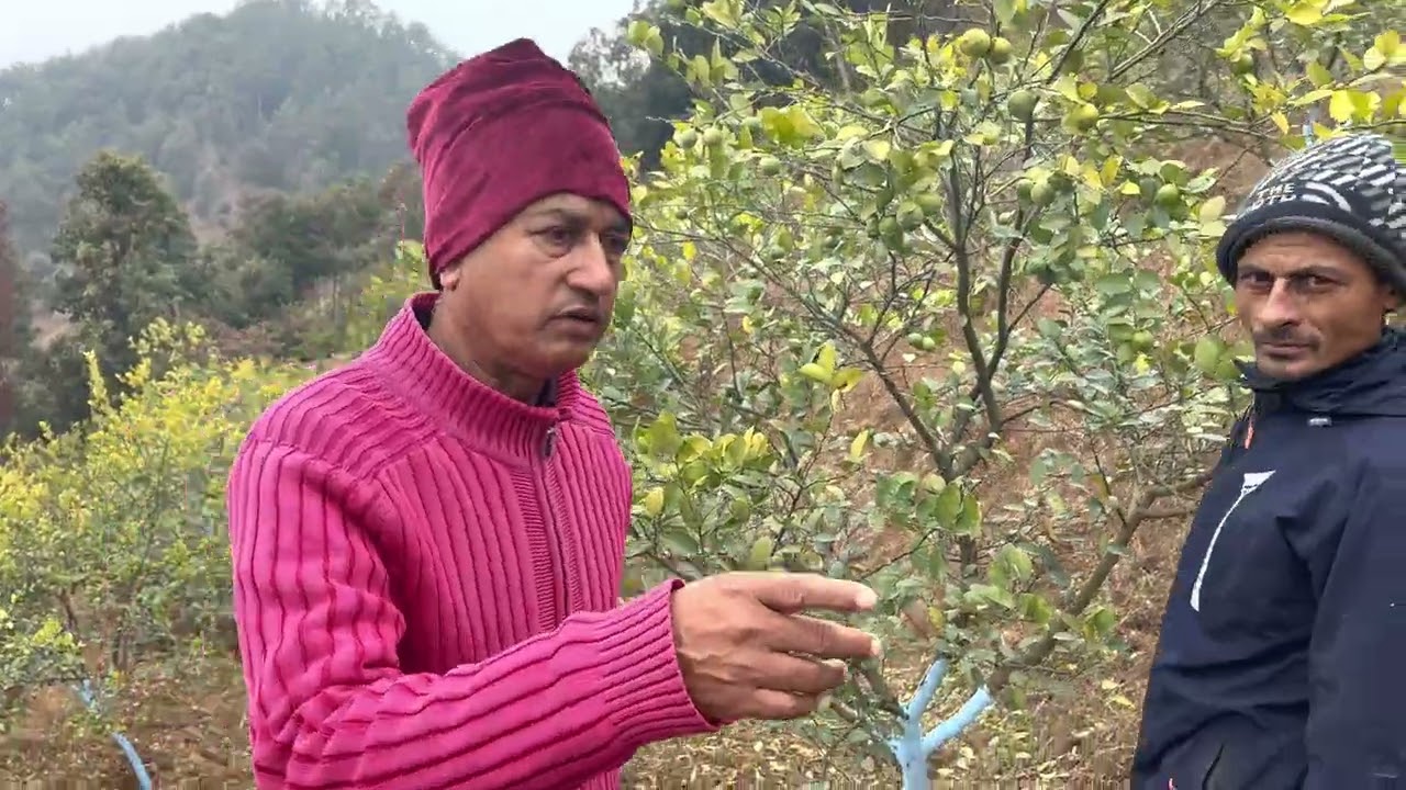 कागती खेती। जाडो (माघ) महिना मा पनि फल्ने 12 मासे कागती ।