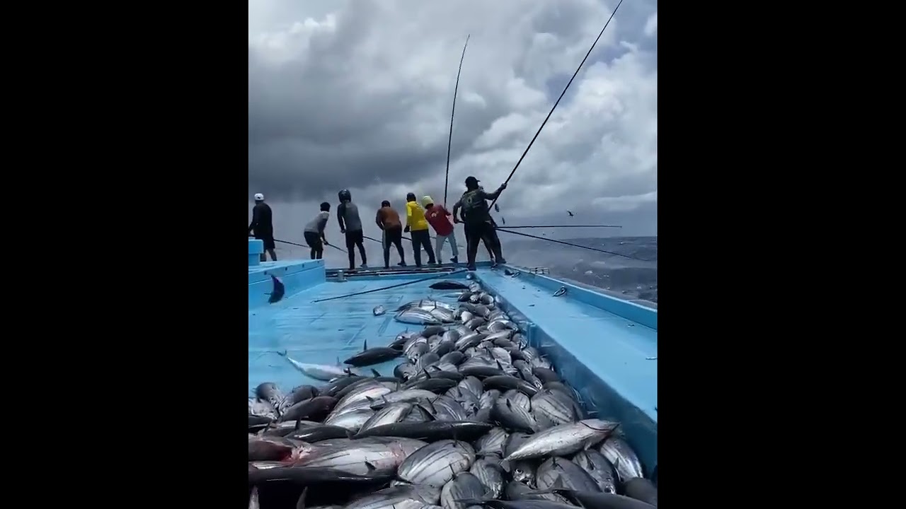 সাগরে মাছ ধরার ভিডিও। না দেখলে মিস করবেন। Sea fishing video