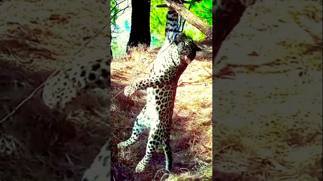जंगल का शिकारी आज खुद फस गया | #shortsfeed #tiger #highlight