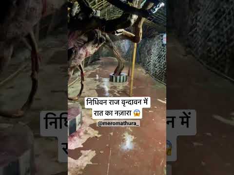 निधिवन राज में रात का अद्भुत नज़ारा😱#nidhivan #vrindavan #shorts #viral #meromathura #youtubeshorts