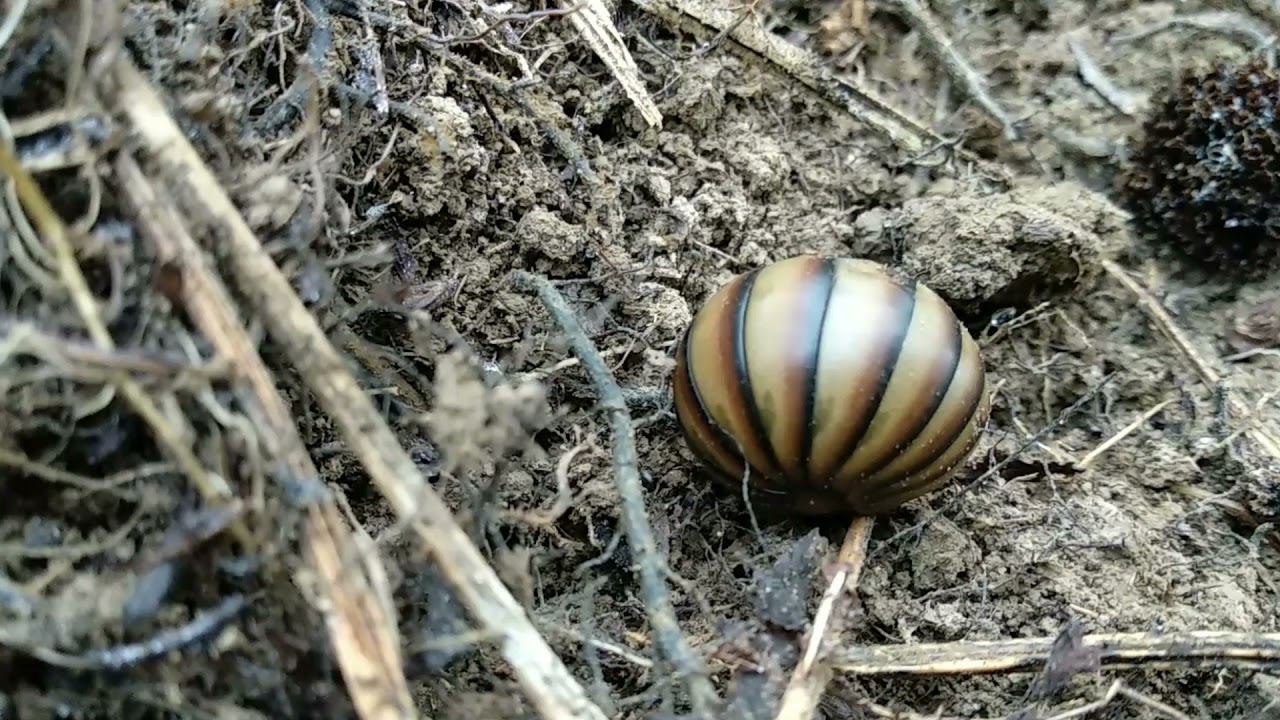 সাপৰ মাহী/ৰাম বাটুলগুটি   (Giant Pill-Millipedes)
