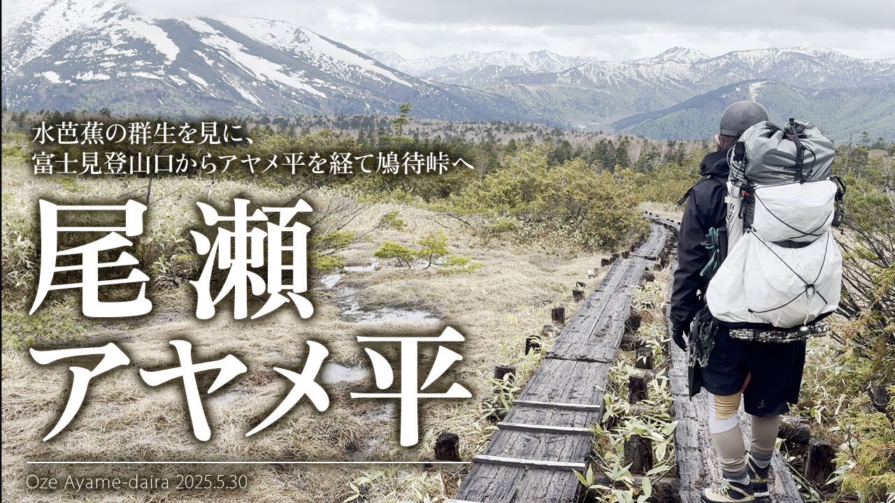 尾瀬 アヤメ平に水芭蕉を見に 富士見下登山口から鳩待峠へ 2025.5.30