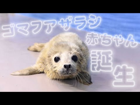 えのすい初 ゴマフアザラシの赤ちゃん誕生❕🤍