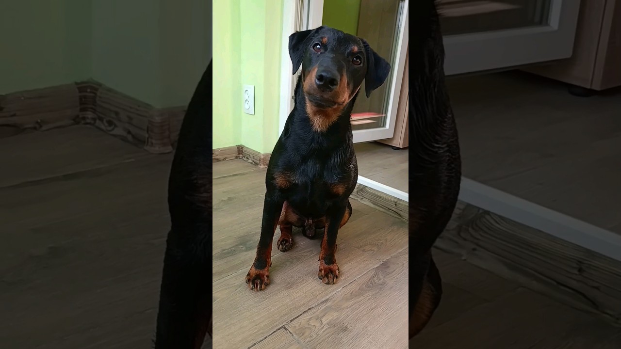 ⚡Рубик⚡ курочка 1 год ягдтерьер jagdterrier