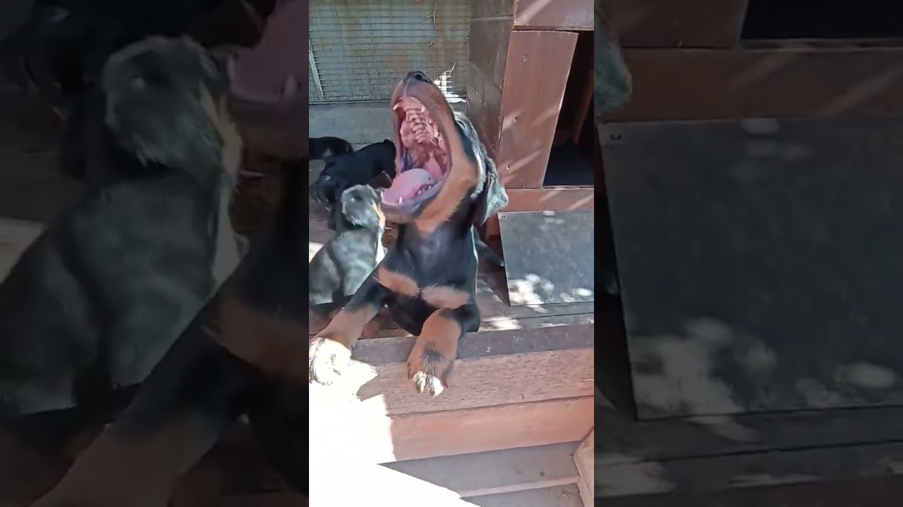 ягдтерьер щенки 1,5 месяца #ягдтерьер #jagdterrier