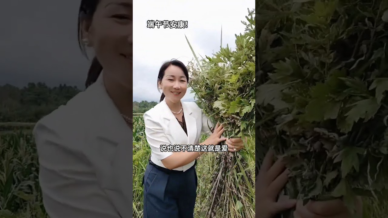 端午节安康！午时割的艾草，作用价值更好。#艾叶 #午时艾#端午节