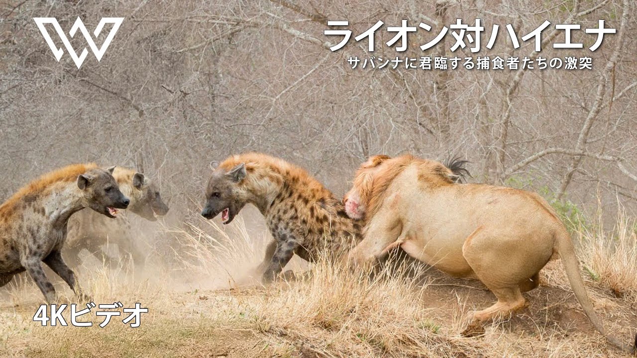 ライオン対ハイエナ｜サバンナに君臨する捕食者たちの激突 #動物ドキュメンタリー | ワイルド・ワンダーズ
