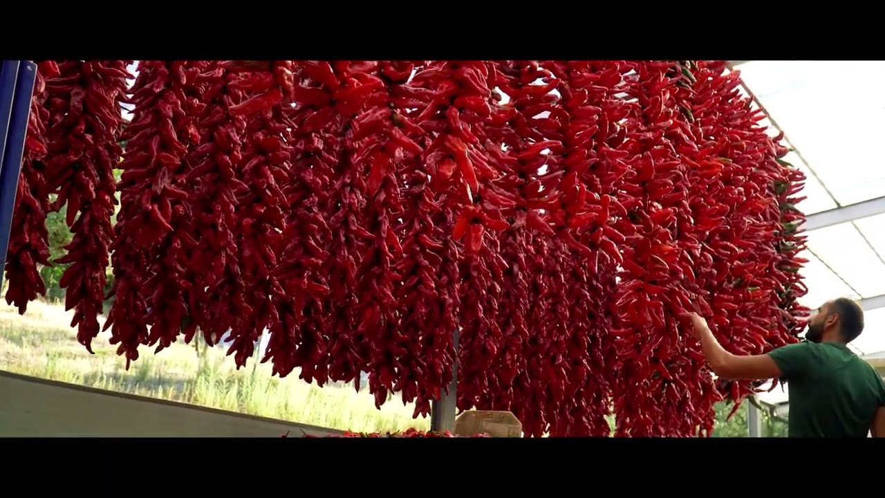 🌶️ 𝗧𝗲𝗻𝘂𝘁𝗮 𝗣𝗮𝗱ì: 𝗜𝗹 𝗣𝗲𝗽𝗲𝗿𝗼𝗻𝗲 𝗖𝗿𝘂𝘀𝗰𝗼 𝗱𝗶 𝗦𝗲𝗻𝗶𝘀𝗲 𝗜𝗚𝗣, 𝗲𝗰𝗰𝗲𝗹𝗹𝗲𝗻𝘇𝗮 𝗹𝘂𝗰𝗮𝗻𝗮 𝗻𝗲𝗹 𝗺𝗼𝗻𝗱𝗼 🌍