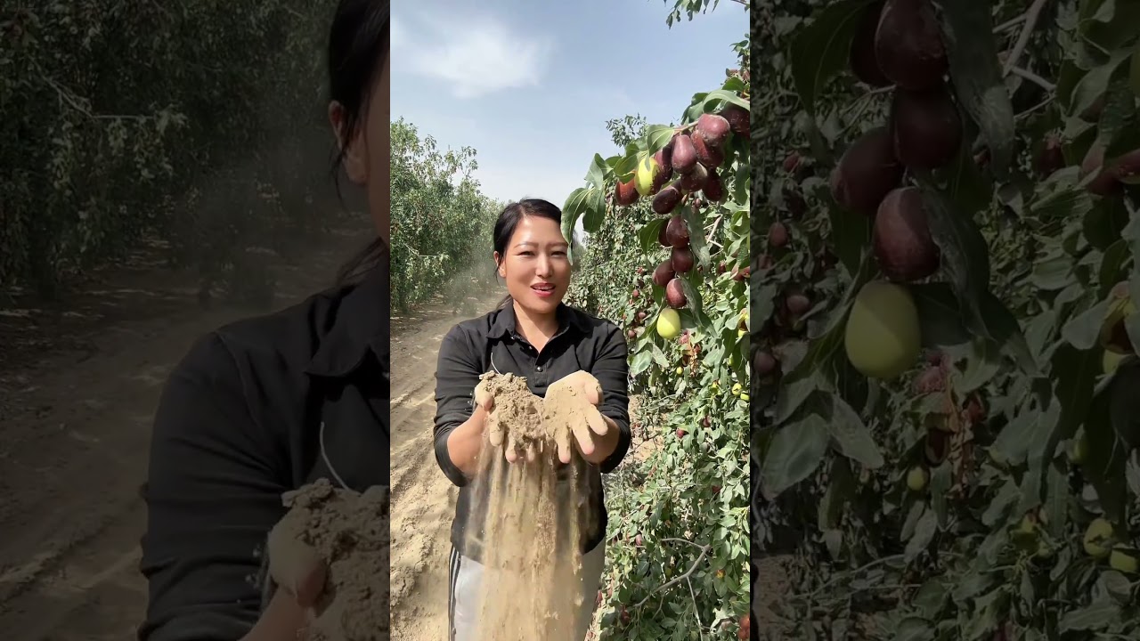 我是一个在新疆和田塔克拉玛干沙漠边缘种枣的一个农民，自家枣园