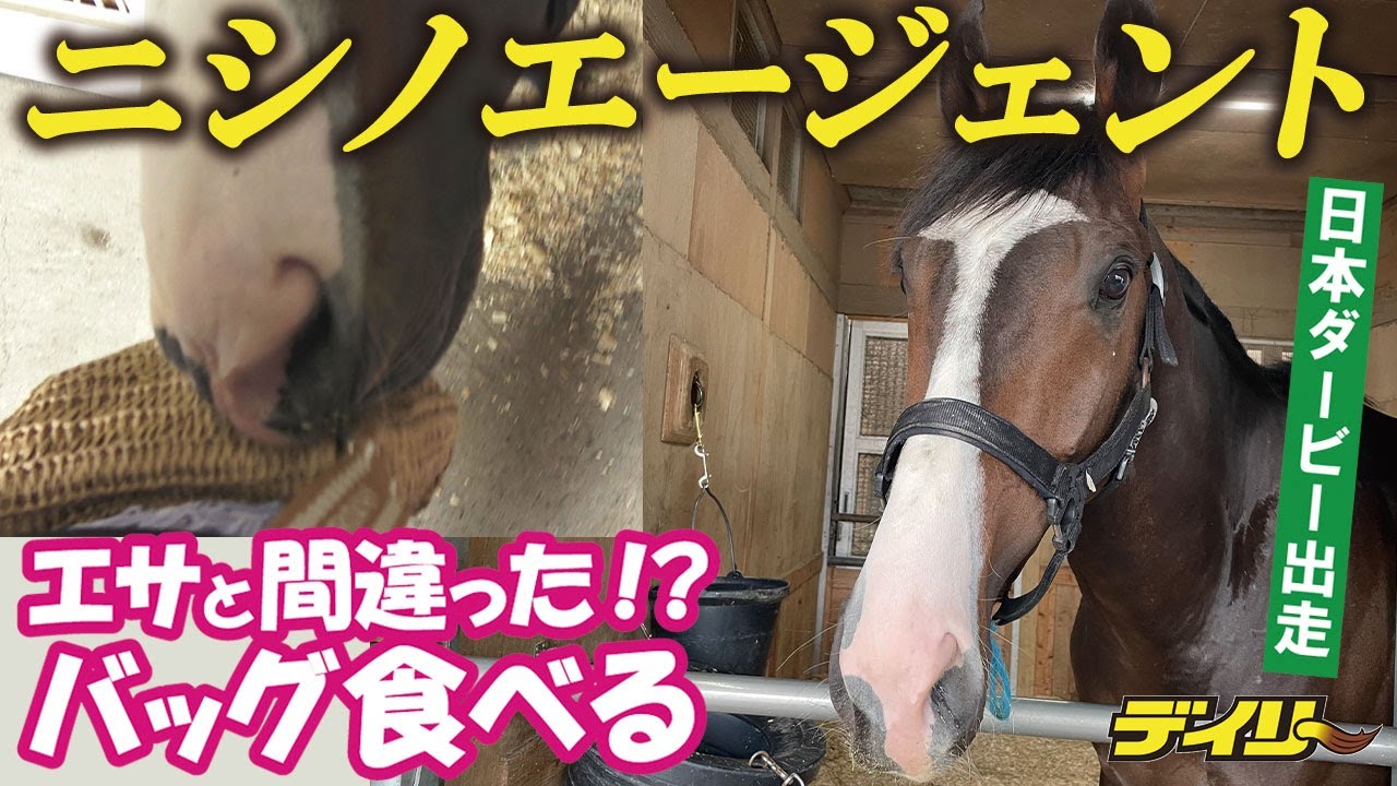 【日本ダービー】ニシノエージェント　エサと勘違いしてバッグを食べる　千葉調教師「干し草と間違えた？」　おもしろキャラさく裂