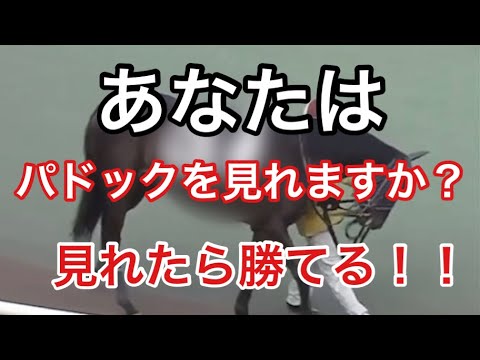 【パドック→実戦】義英真の解説を聞きながらパドックを見て着順を当てよう！！