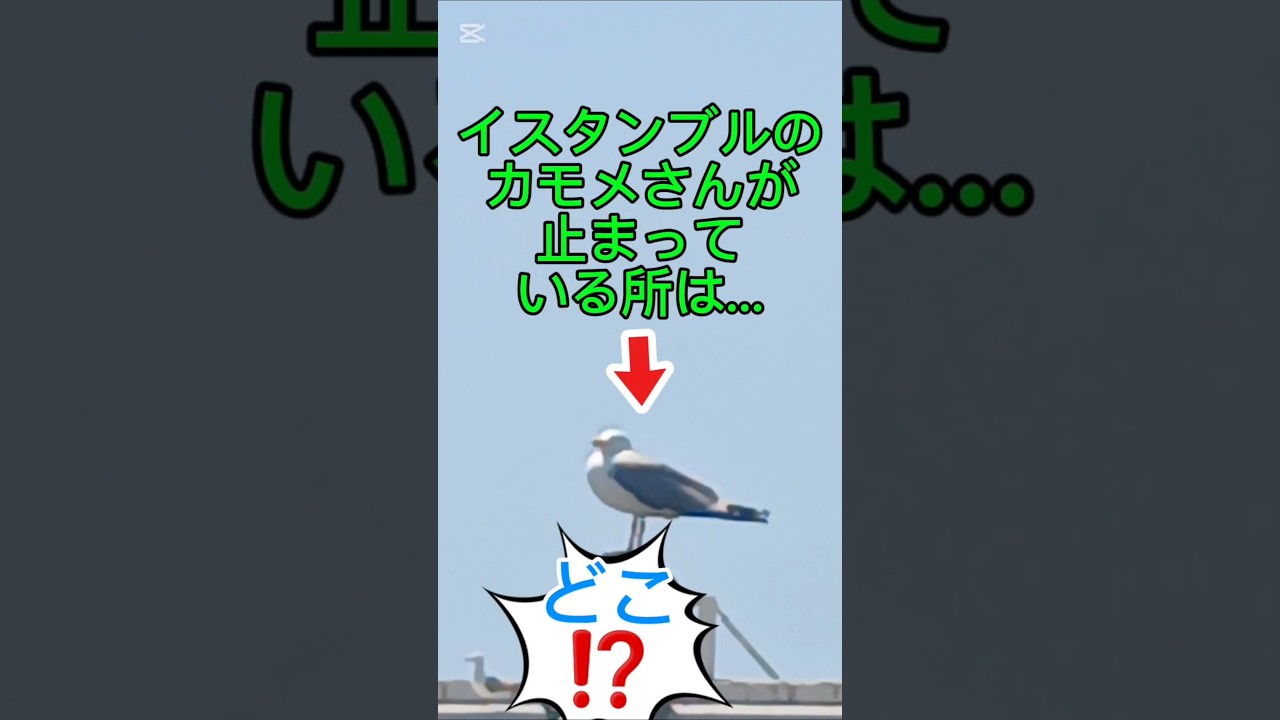 #トルコの日常:#ボスポラス海峡のカモメ#カモメ #アタテュルク銅像