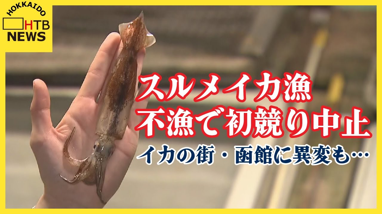 「獲れたイカ４匹…」スルメイカ漁不漁で初競りが中止　ヤリイカでしのぐ店も…イカの街・函館に異変