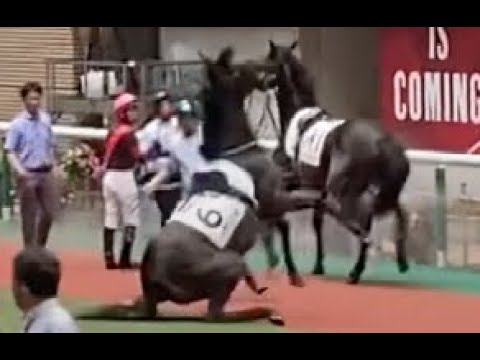 【現地】新馬戦パドックあるある 大暴れ トゥザコスモ 【福島競馬場】