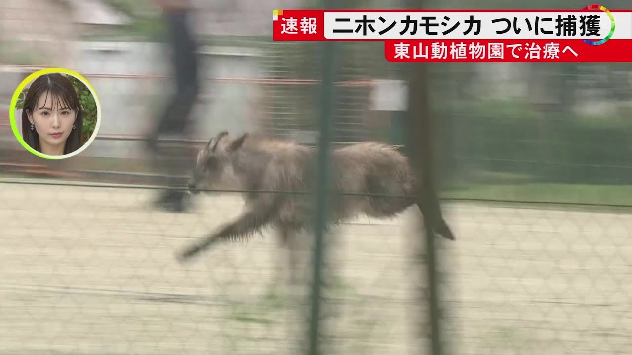 麻酔銃とみられる長い筒使い…公園に迷い込んだニホンカモシカを無事捕獲 ケガの治療後に本来の生息地へ