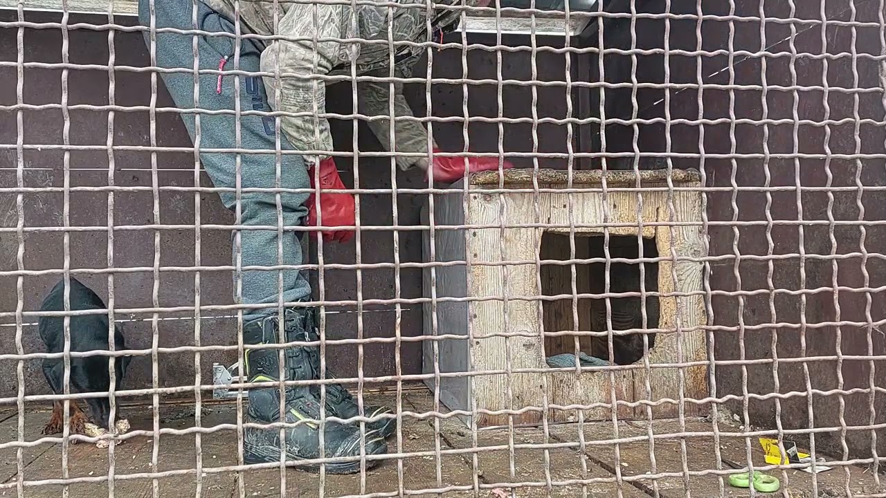 Собака Ягтер'єр. Утеплення будки, підготовка до зими.