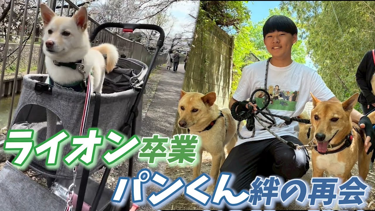 【祝福と再会】ライオンの旅立ちとパンくん里帰り１