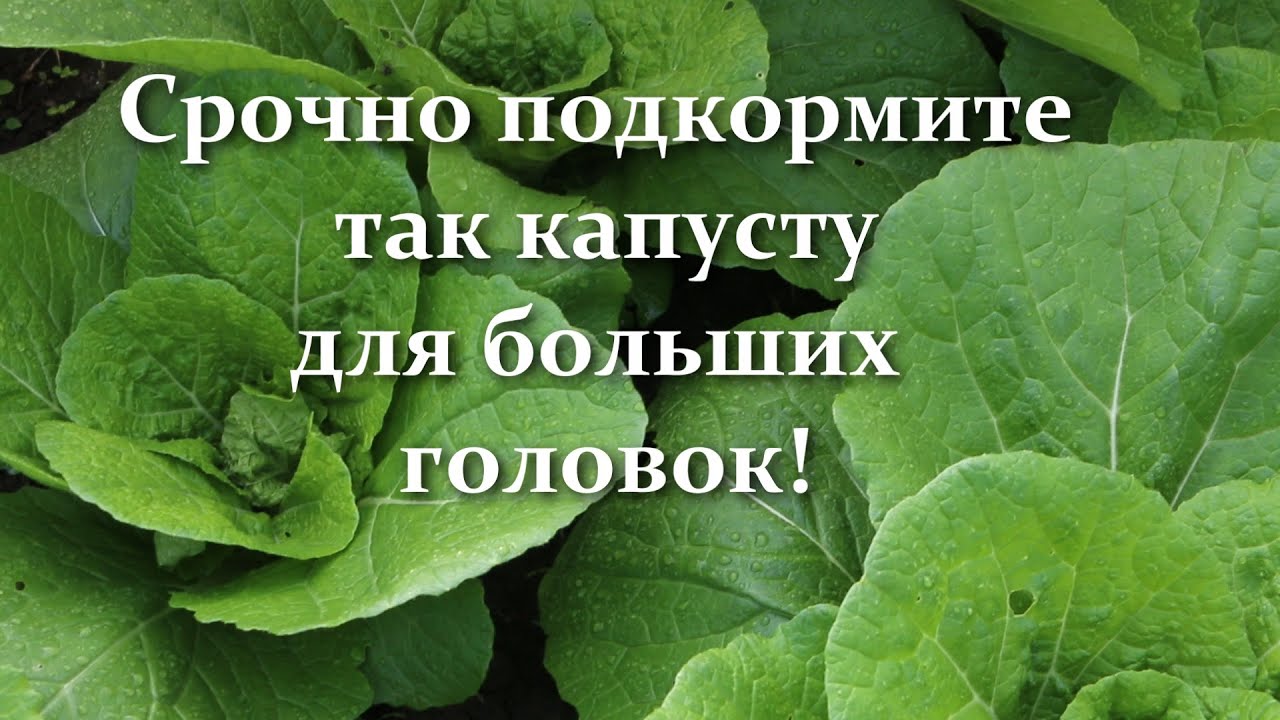 Всегда подкармливаю этим капусту и головки растут огромными! Подкормка капусты для быстрого роста