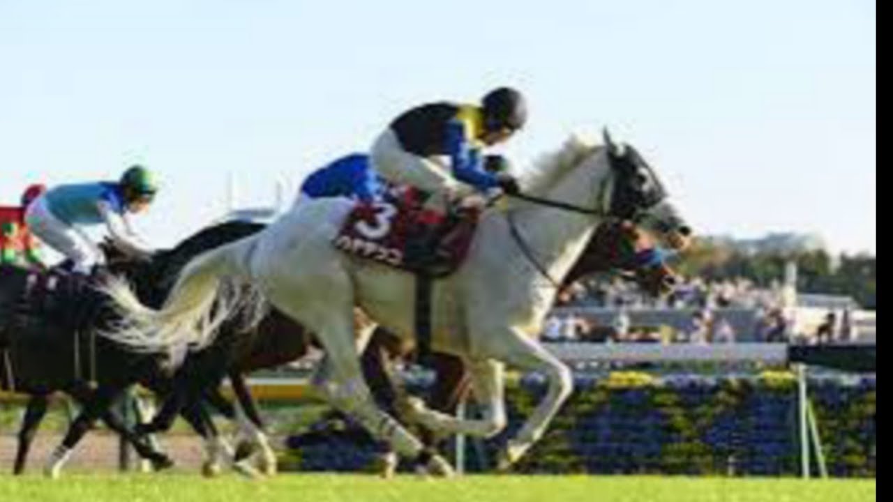 【目黒記念】競走中止のハヤヤッコは右前浅屈腱不全断裂の診断で美浦に帰厩　椎本助手「ひとまず命の心配はありません」