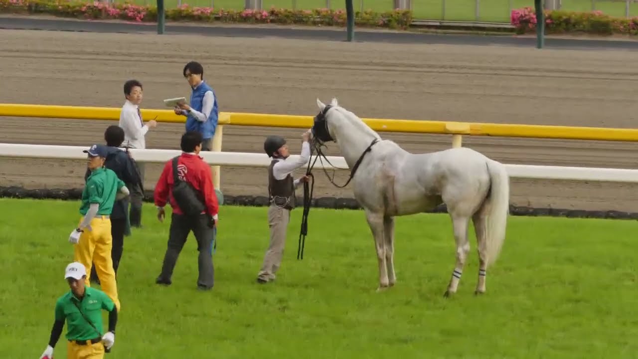 ショック‼️ハヤヤッコ！レース中に故障発生！競走中止