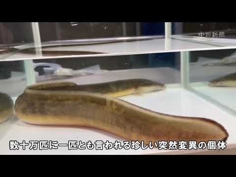 黄色い「バナナウナギ」釣り上げられる