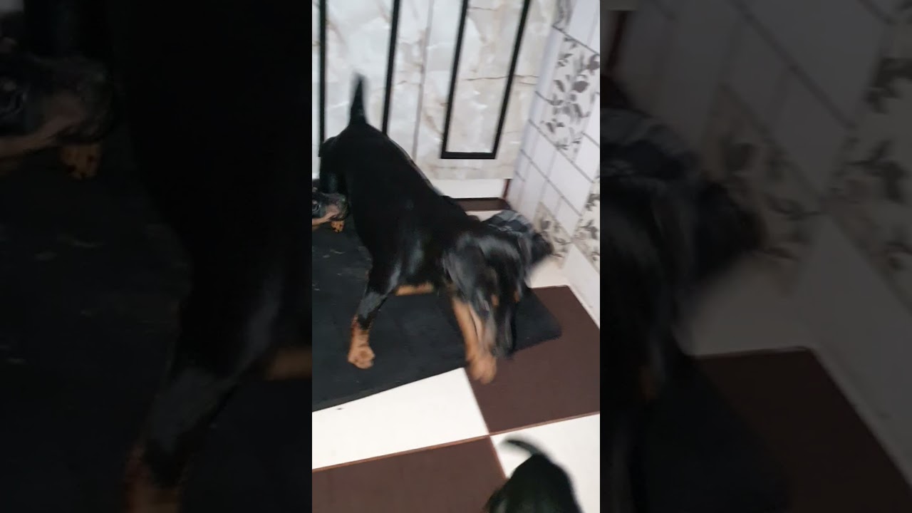 Підготовка до самостійного життя слабких цуциків!