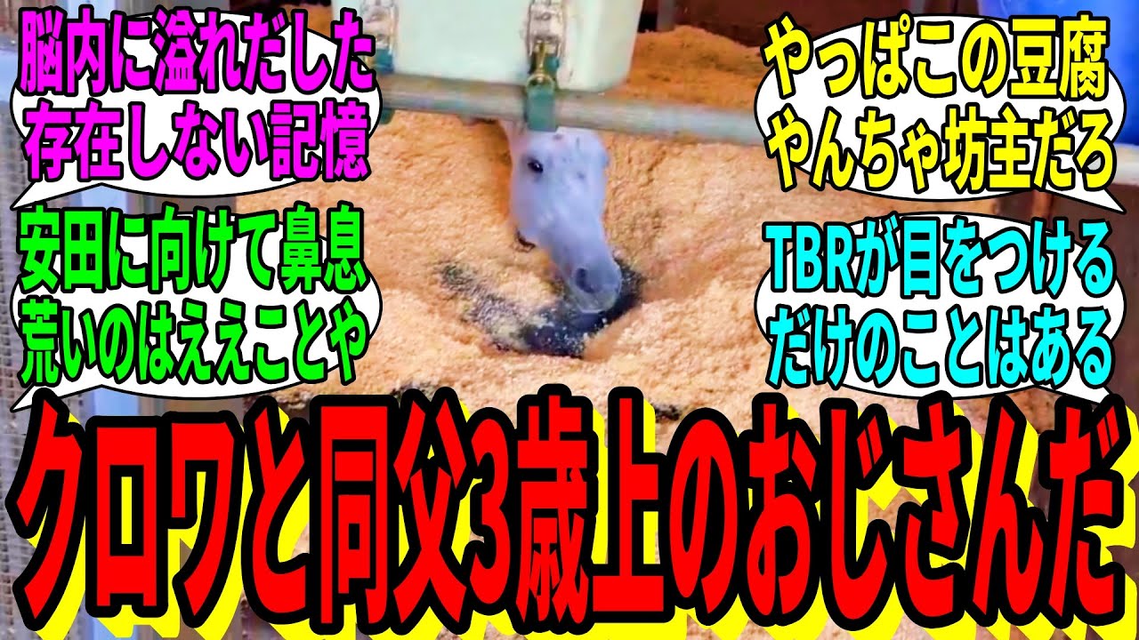 【競馬の反応集】「【シェケ報】ガイアフォースくんの近況報告」に対する視聴者の反応集
