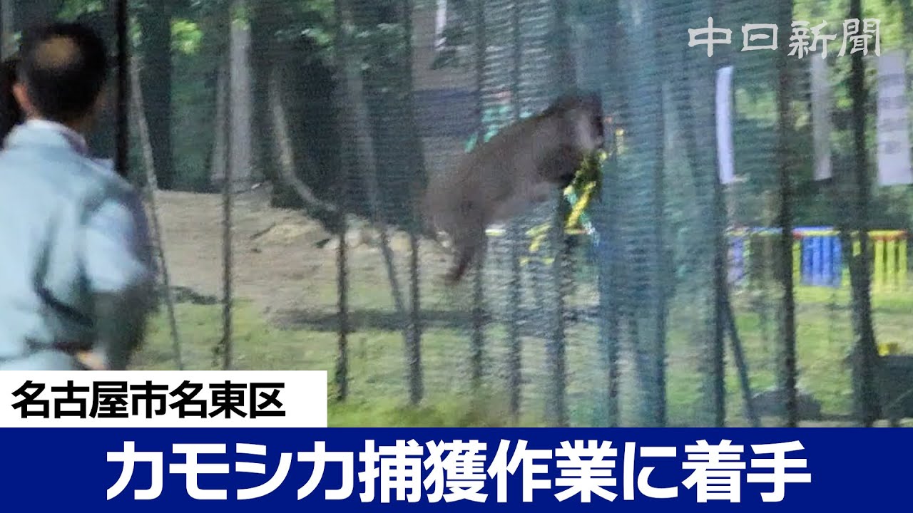 ニホンカモシカ捕獲に着手　走り回ったりフェンスにぶつかったりする姿も
