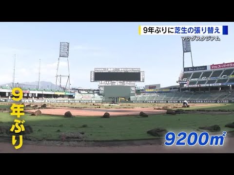 マツダスタジアム　芝生の張り替えスタート　９年ぶりにグラウンド全体で