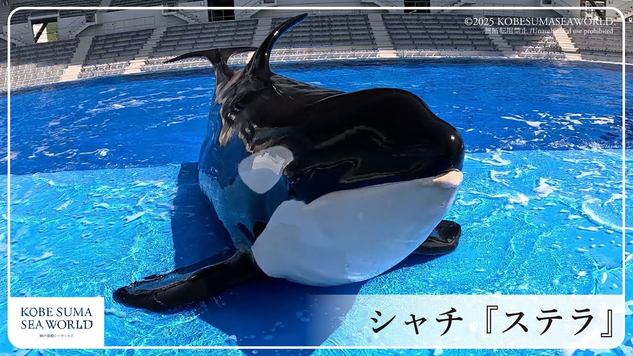 【神戸須磨シーワールド】シャチ「ステラ」