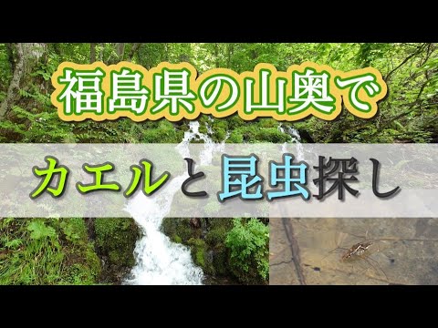 福島県の山奥でカエルと昆虫探し