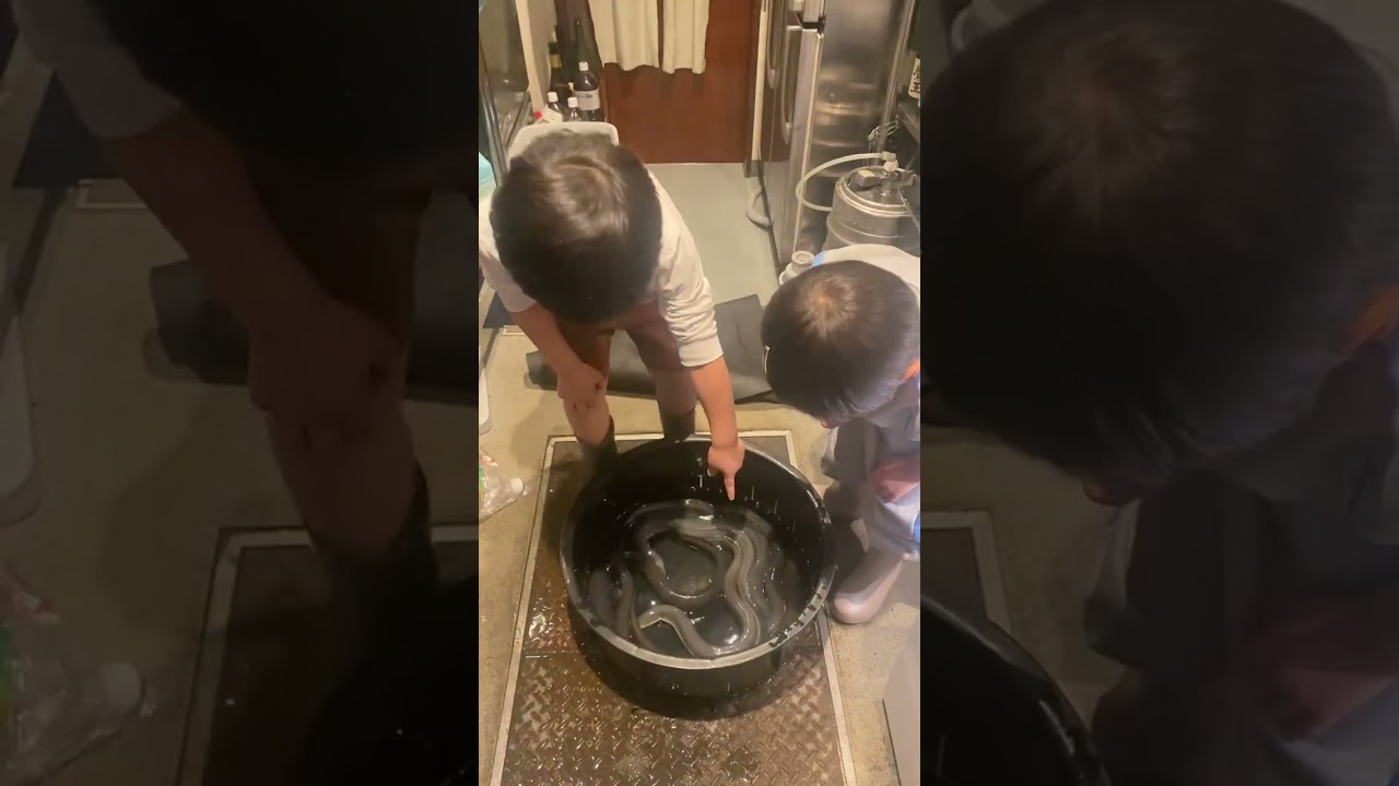 鰻はじめて触る体験おそるおそる触るの可愛い‼️ #うなぎ