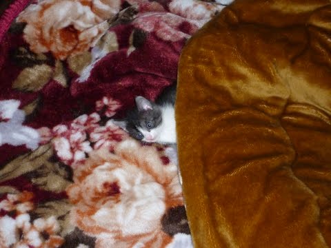 倉庫のダンボールの中にいた子猫を保護しました ～ダンちゃん日記～