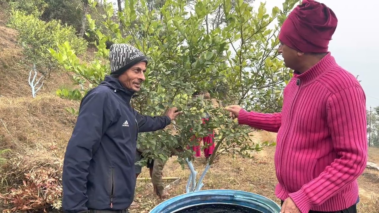 खेतीको (सिट्रस) लागि चाहिने प्राङ्गारिक (झोल-मल) को बारे मा सिक्नुहोस!
