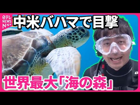 【世界最大「海の森」】地球を守る切り札…中米バハマで桝が目撃『バンキシャ！』