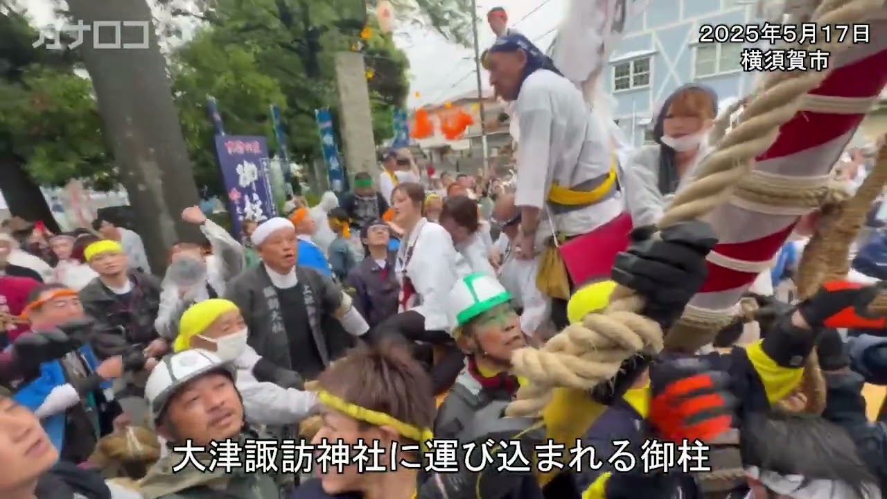 ６・５トンの巨木を人力で　横須賀の大津諏訪神社が御柱祭／神奈川新聞（カナロコ）