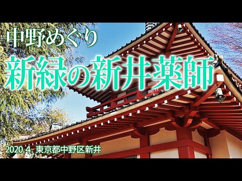 中野めぐり【新緑の新井薬師】中野区新井