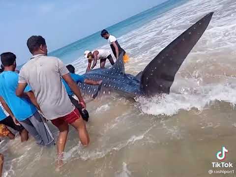 নদীর মাঝে বড় তিমি মাছ এসেছে