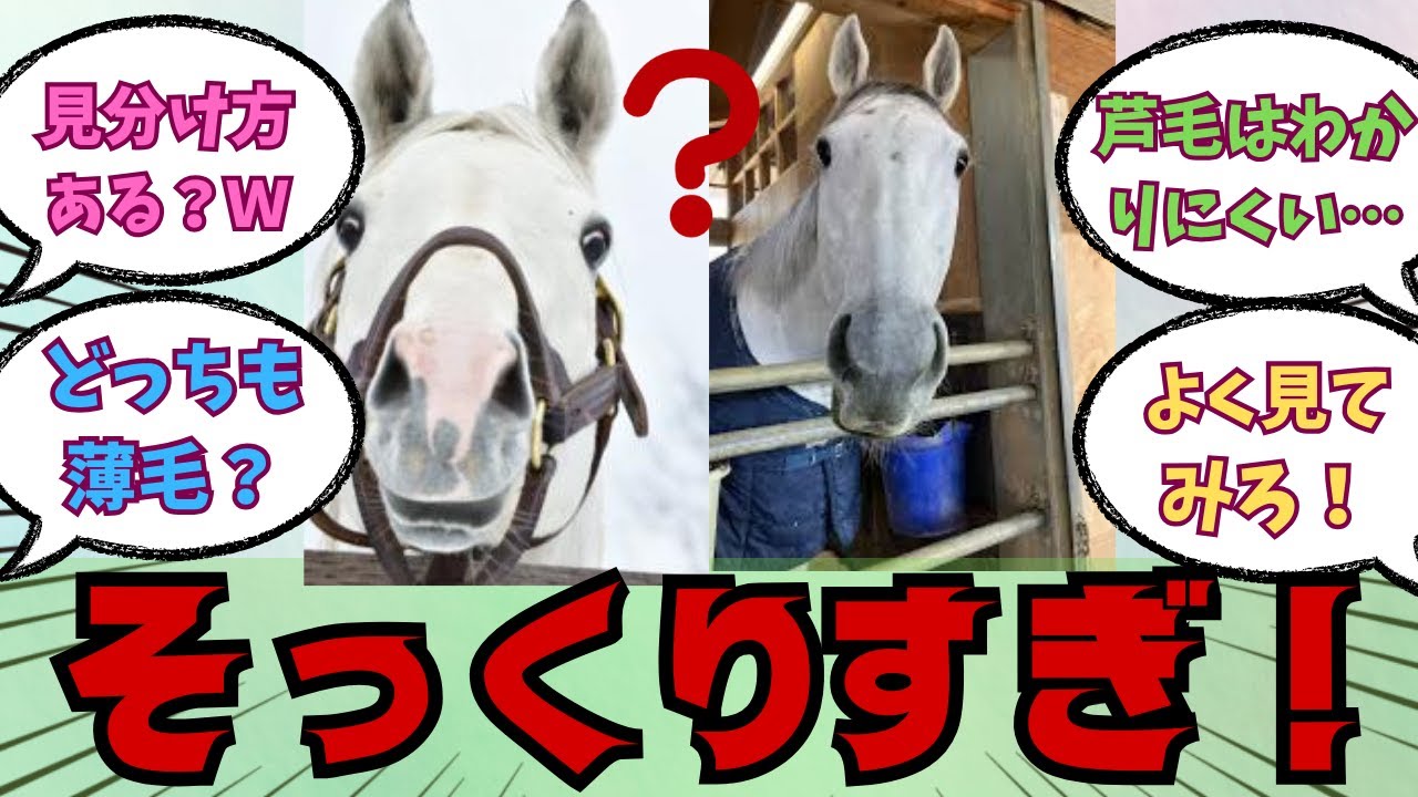 【ガイアフォース】ゴールドシップとの見分け方ってどこ？に対する競馬好きの反応【競馬の反応集】