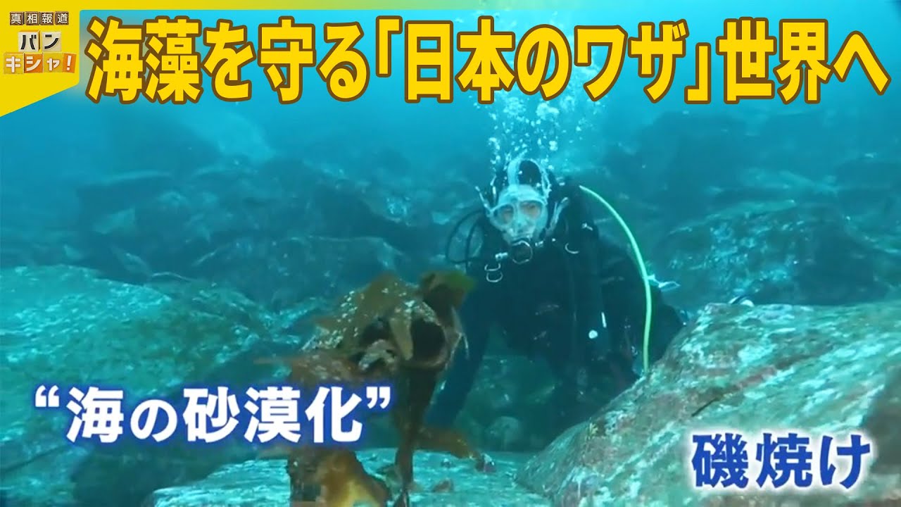 【自然の宝庫】桝がタスマニアの海に潜る  温暖化対策の切り札 “海の森”で進む砂漠化『バンキシャ！』