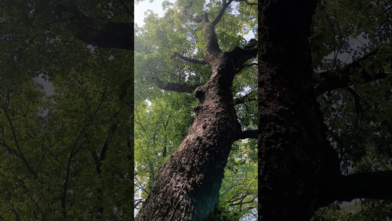 太間公園 | 寝屋川市 | 大阪府