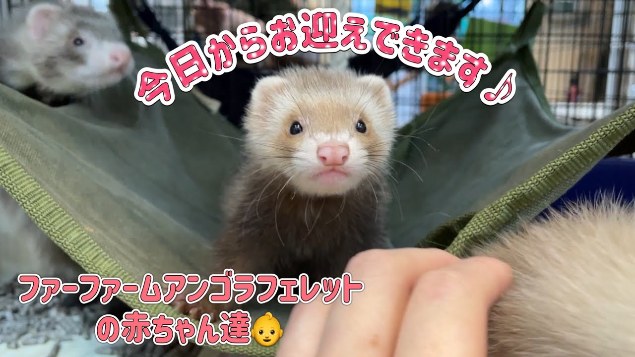 元気いっぱいな毛玉たち！！　熱帯倶楽部吉祥寺店