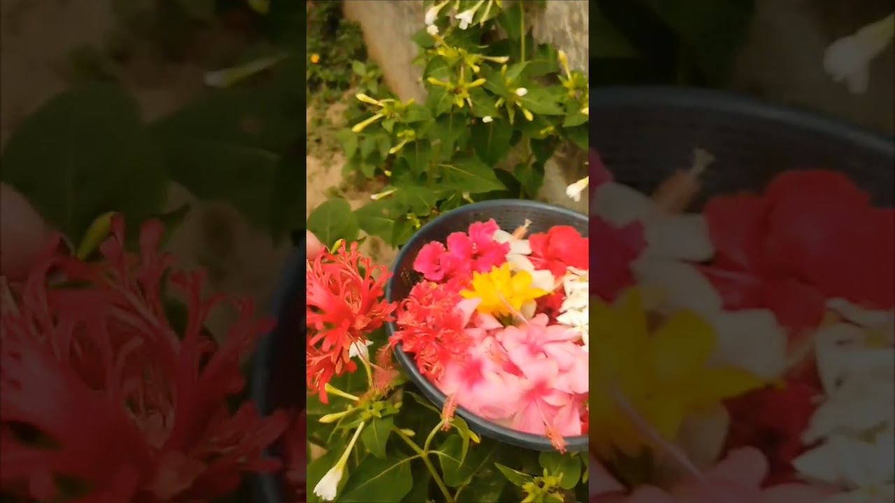 🌺💕