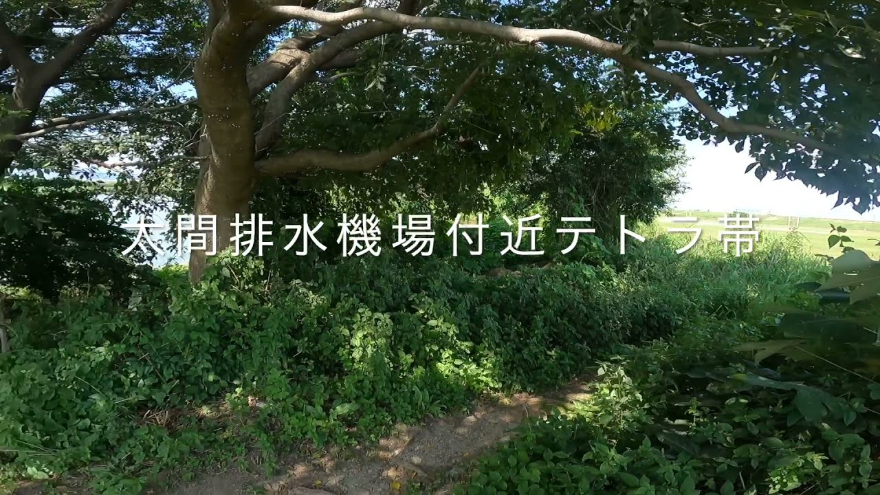 大阪【淀川】太間排水機場付近テトラ帯