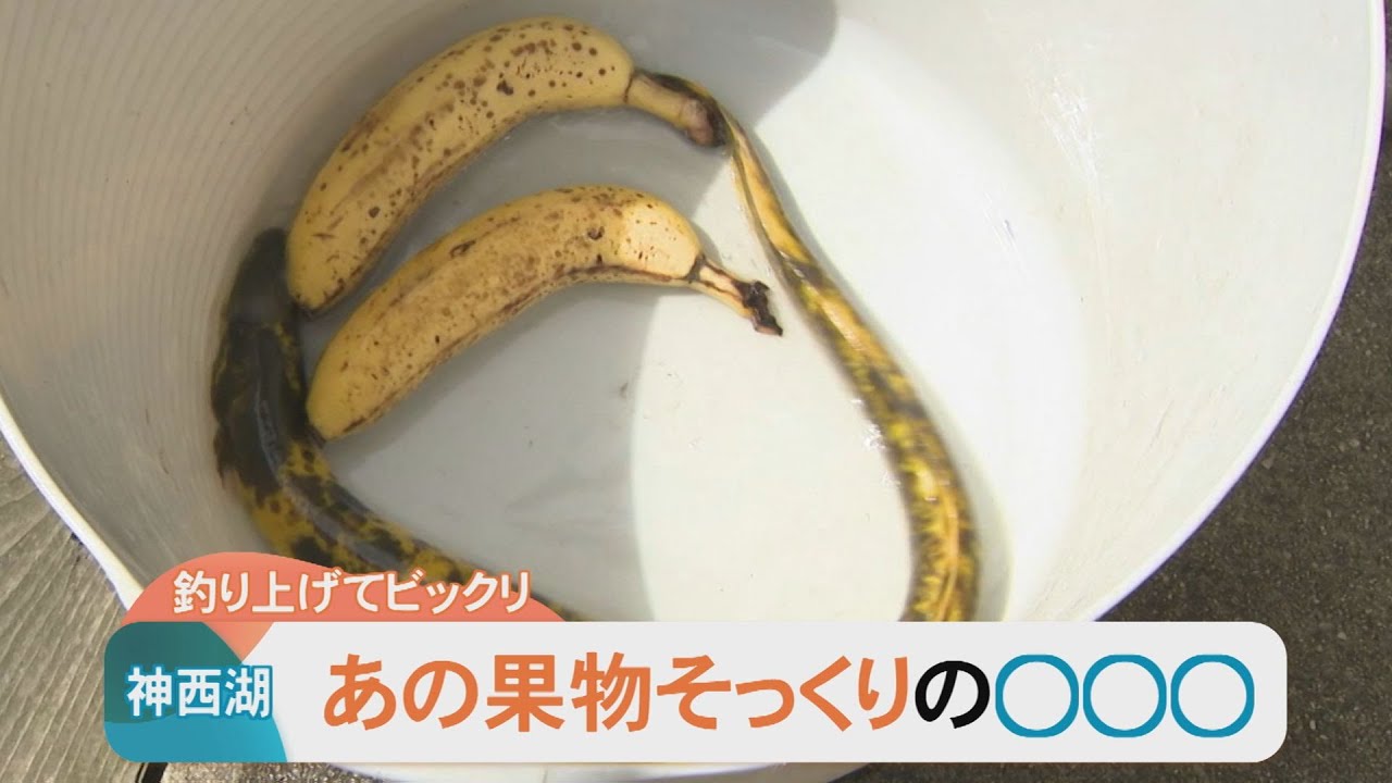 釣り上げてびっくり！バナナ？いいえ「ウナギ」です