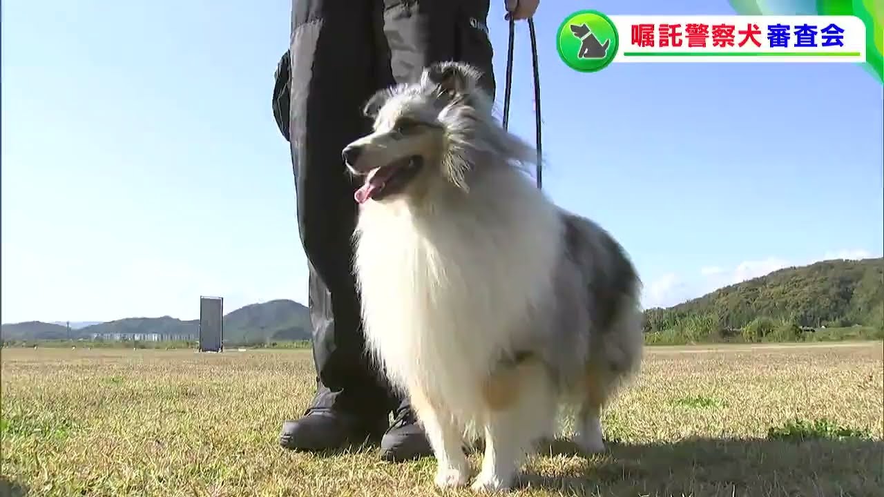 行方不明者の捜索などで活躍「警察嘱託犬」の審査会　臭いの嗅ぎわけ審査に奮闘【岡山】
