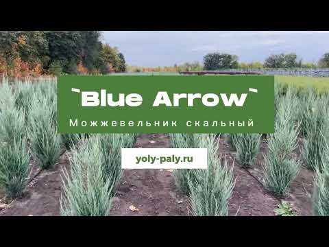 Можжевельник скальный `Blue Arrow`