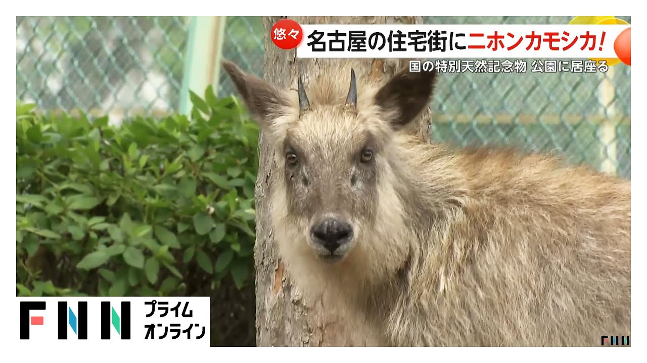 住宅街に特別天然記念物の「ニホンカモシカ」　公園に居座り草を食べ休む…住宅の庭でも目撃　警察が注意喚起　名古屋市