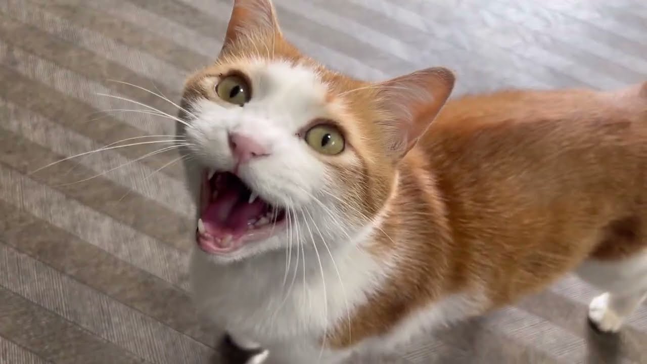 【感謝】マツコの知らない世界ご視聴ありがとうございました！そば処大むらのペタ君コンちゃん　#ネコ  #cat  #リアル招き猫  #ねこ  #猫