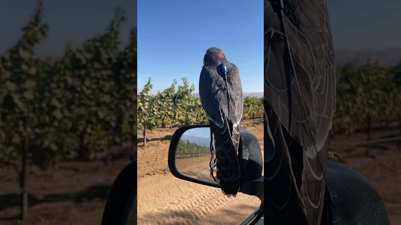 🦅🦅 😍😍 #celeste #aplomado #falconry #birds #pets #viral #work #cool #jobs #feathers #wings #starling